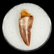 Large Raptor Tooth From Morocco - #5059-1